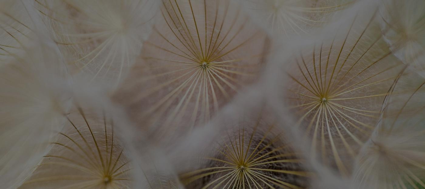 image of flower
